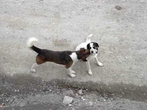 DOG'S LOVE köpeğin sevgisi ANİMALS İN LOVE respect to all women