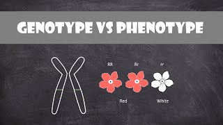 Difference between Genotype and Phenotype | Genetics