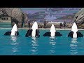 Orca Encounter Goes Wrong Ultra HD Aug 23 2019 SeaWorld San Diego