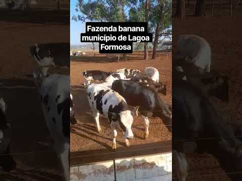 #minharotina #sejacriadorcontratado #agro #fazenda bananal município Lagoa Formosa Minas Gerais