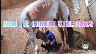 HOW TO: Carrot stretches for horses