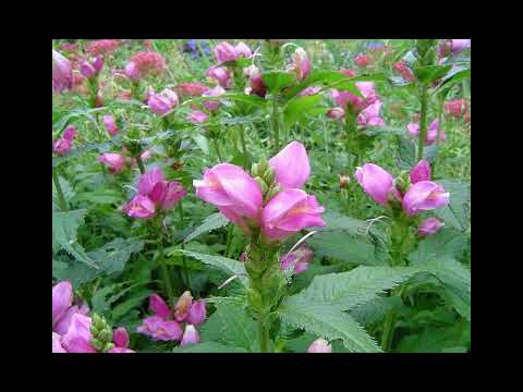 download lagu mp3 mp4 Turtlehead Plant, download lagu Turtlehead Plant gratis, unduh video klip Turtlehead Plant