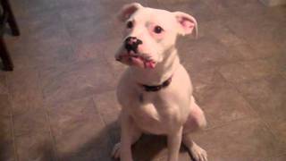 Banksy, the Boxer, tastes Tabasco while scrounging for scraps