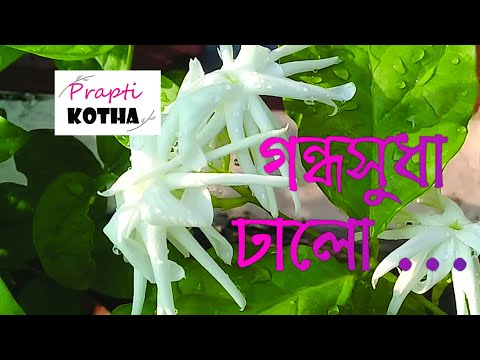 Prapti Kotha | Flowers in my garden | সাধের ফুল 🌻 | Fun gardening