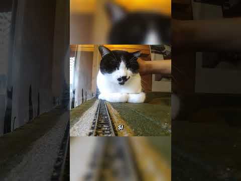 Tren Pequeño vs Gatos Gigantes 🚂🐱  #crazilyfunny