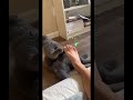 Cat Smells My Stinky Foot Shorts