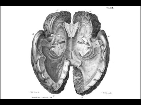 The Neuroscience of Memory