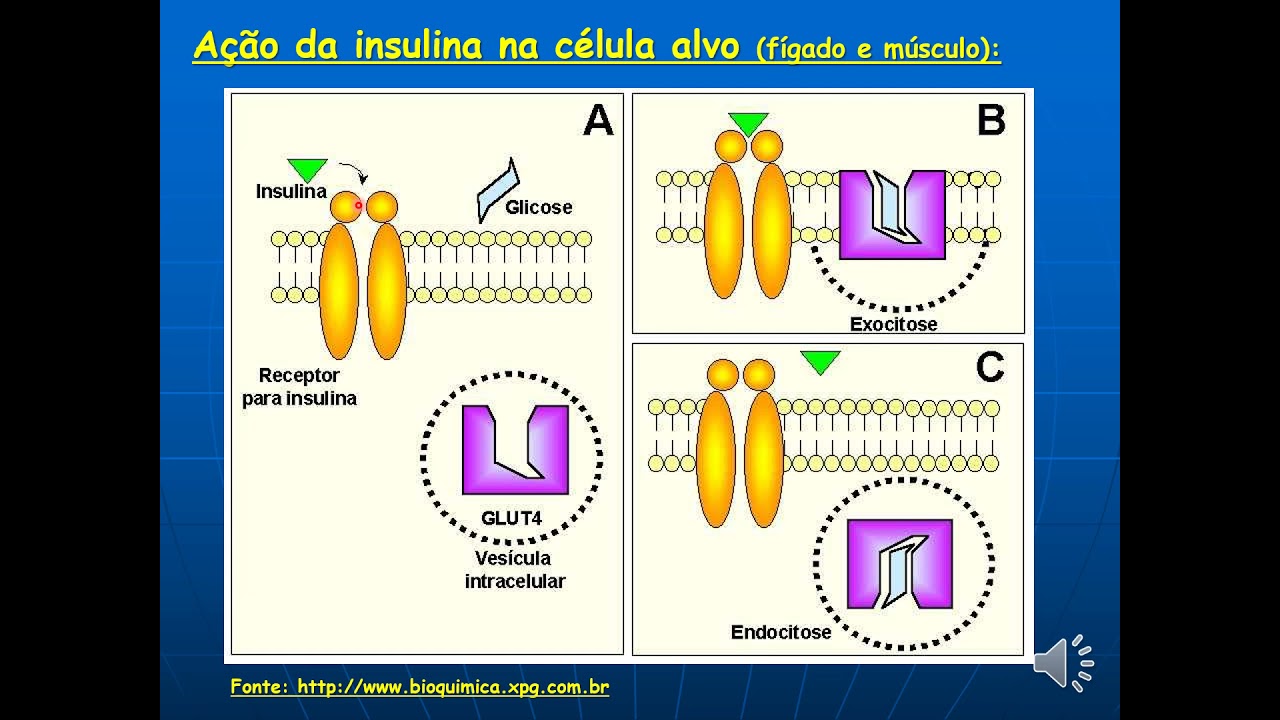 Sistema Endócrino Pâncreas