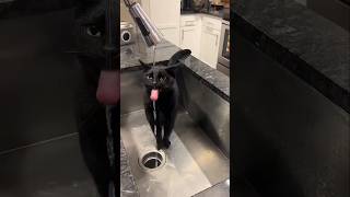 #cat #cute #catvideo #cutecat #funnyvideo #pets #funnycats