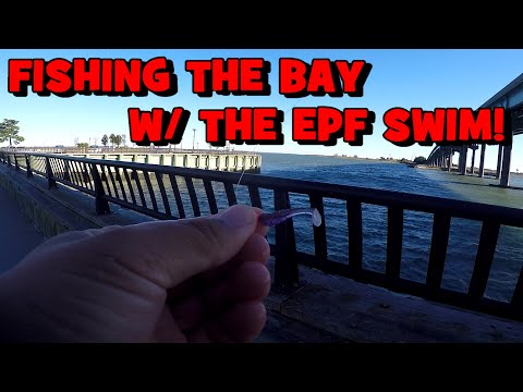 Fishing the ABSECON BAY w/ the 1" EPF SWIM...!!! (Matching the Hatch)