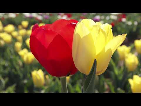 NOU!!! GRUPUL EFRATA - BETHLEHEM LONDON  - Iata-ma!