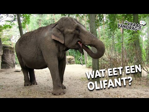 Wat EET een OLIFANT in Burgers' Zoo? | De Vraag Van Vandaag