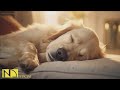 20 HOURS of Dog Calming Music For Dogs🎵🐶Anti Separation Anxiety🐶💖stress relief music🎵 NadanMusic