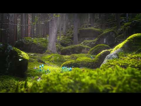 afbeelding Nature Bump #1