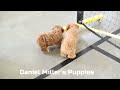 Cavapoo dogs for sale: Janie - Video 1