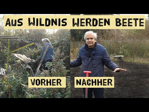 Auf verwildertem Stück neue Gemüsebeete anlegen, Fräsen, Hächseln, Brombeerwurzeln entfernen