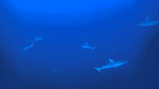 Friends in Underwater World ~Grey reef Sharks~ New Caledonia サメの大群に囲まれて☆