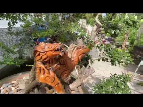 SH.6354. Trắc dây bonsai hình Rồng đây các bác. Đth liên hệ 0913.970.855.