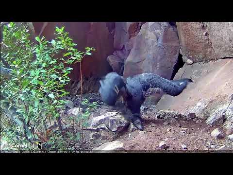 Condor Chick #871 Gets Low During Morning Wing Stretch — Sept. 8, 2017