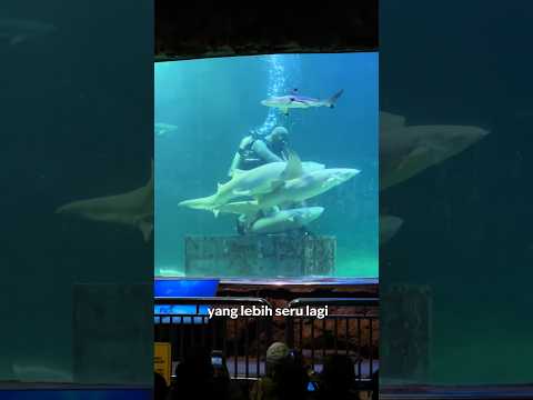 LIHAT BABY SHARK DI TOUCH POOL ATAU FEEDING SHARK DI SHARK AQUARIUM? CUS KE SEA WORLD ANCOL JAKARTA