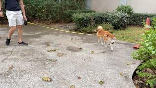 Feeling Like a Millionaire: Shiba Strolls Through a Fancy Garden 🏰
