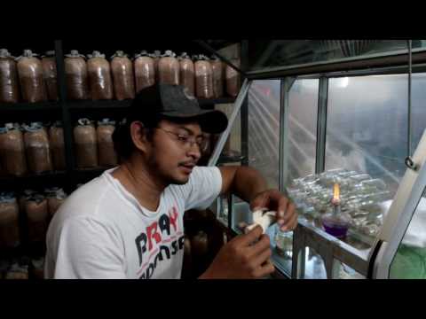 cara membuat bibit F0 jamur tiram - part 1