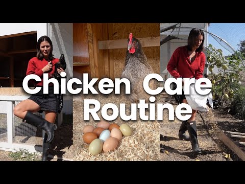 Backyard chickens care routine