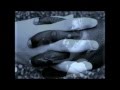 Sinead O'Connor One More Day (thanks to some we ...