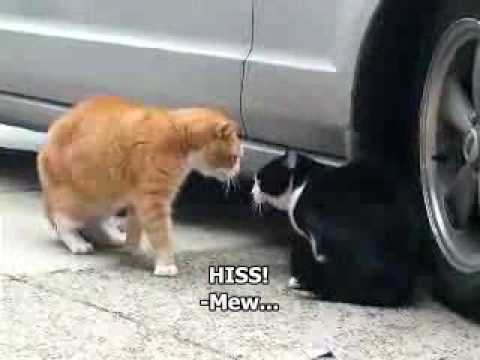 Funny cat videos - Crazy Talking Cat Hassle 2