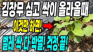 김장무 심고 싹이 올라올때 이것만 하면 벌레 싹다 박멸! 벌레걱정 없이 키우는방법
