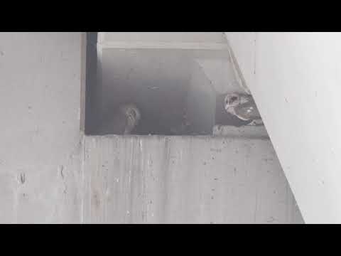 Barn Owls (Tyto alba) @ Near Benjamin Sheares Bridge.