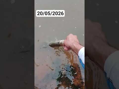 pescaria no rio de Cachoeiro de Itapemirim espírito santo