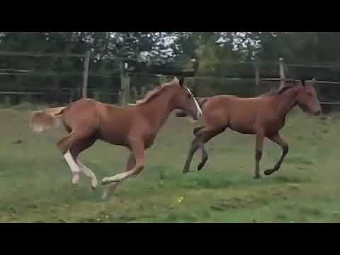 FOR BOYARD DU CEDRE Z