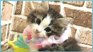 ペットショップCOO&RIKU No00703523(ラガマフィン)