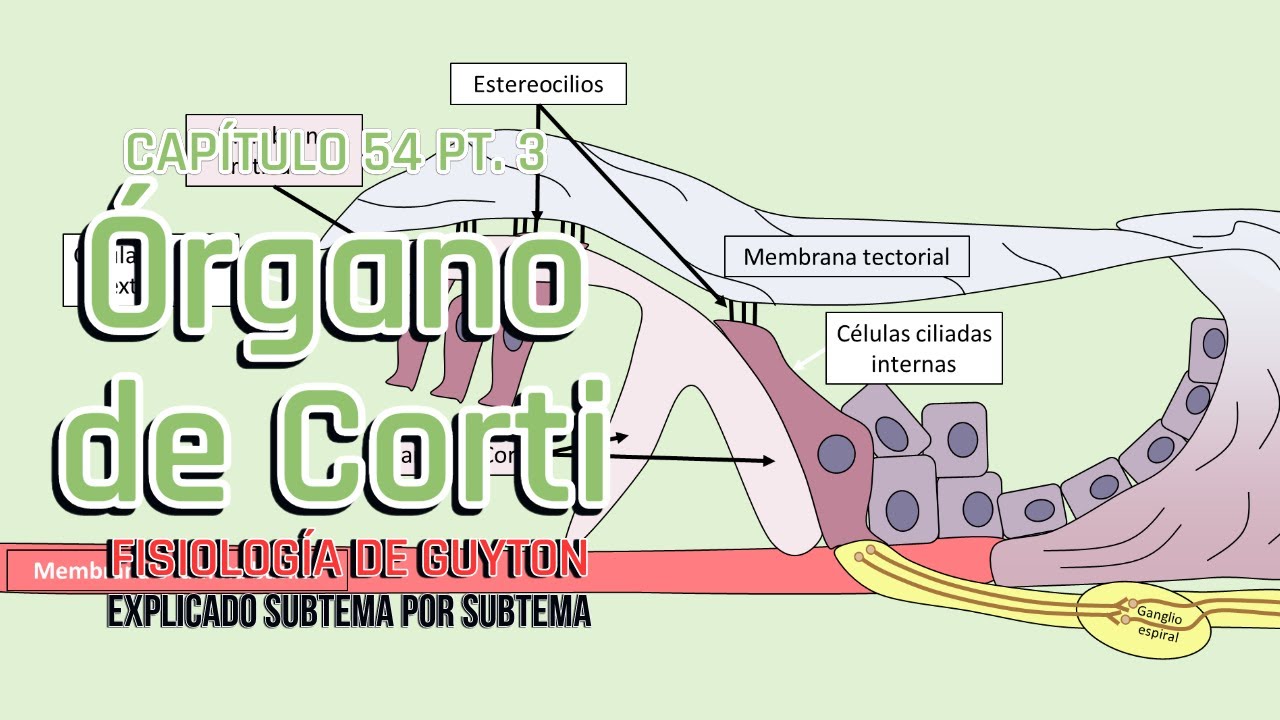 CAP 53 3/5: Órgano de Corti l Fisiología de Guyton