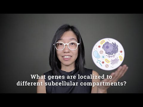 Spatial transcriptome profiling by MERFISH reveals subcellular RNA compartmentalization