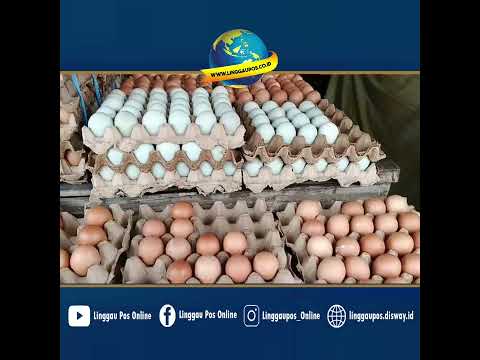 Harga Telur Stabil di Saat Dolar Tinggi