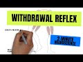 2-Minute Neuroscience: Withdrawal Reflex
