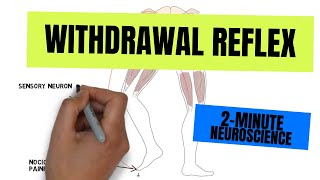 Neuroscience: Withdrawal Reflex