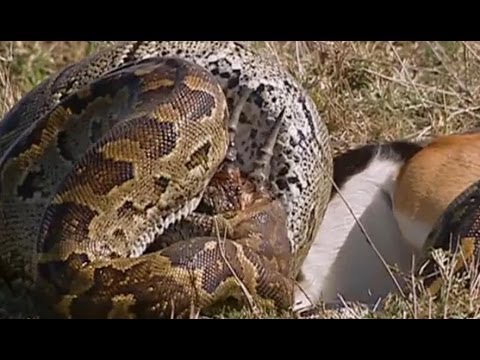 Krajta skalná (Python sebae) — lov a požieranie veľkej koristi