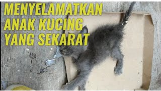 Download lagu MENYELAMATKAN ANAK KUCING YANG SEKARAT mp3