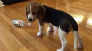 Beagle puppy alarmed by empty water bottle