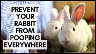 Prevent Your Rabbit From Pooping Everywhere