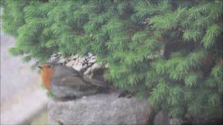 How Long has it Been? by Emma Forman