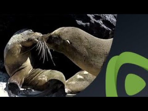 Sea lion steals a kiss and makes his lady swoon with delight