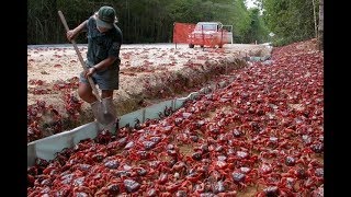 March Of The Crabs