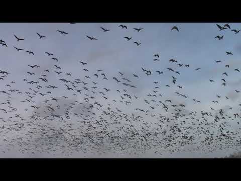 Bramgæs skræmt op af havørn