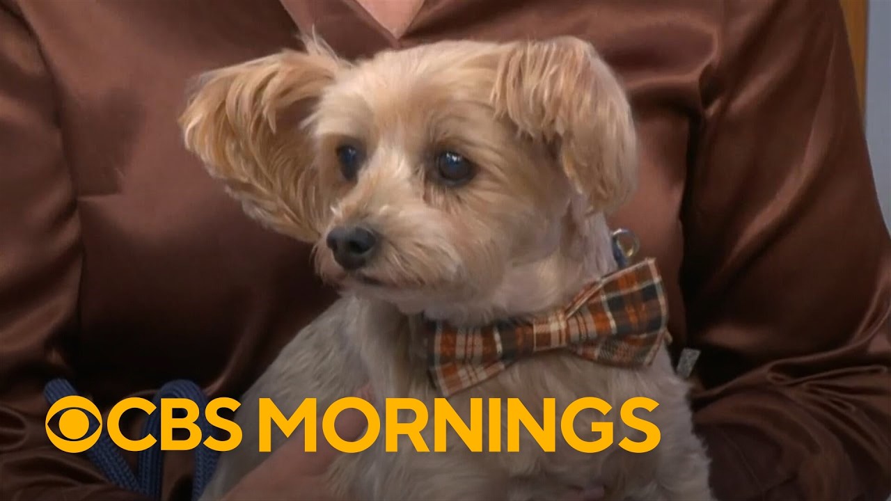 Meet the winner of the World's Cutest Rescue Dog Contest