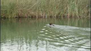 preview picture of video 'Dalyan'da Yüzen Bir Yaban Domuzu - A Wild Boar Swimming in Dalyan'