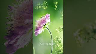 Download lagu Oru Raagam - KJ Yesudas - S. Janaki - Ilaiyaraaja #song #melody mp3 Download lagu Oru Raagam - KJ Yesudas - S. Janaki - Ilaiyaraaja #song #melody mp3